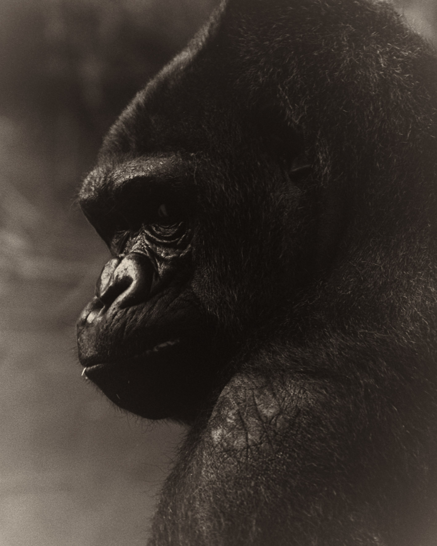Portrait Animals Gorilla Female