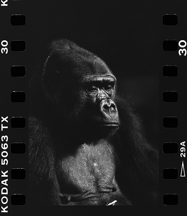 Portrait Animal - Flachlandgorilla Female