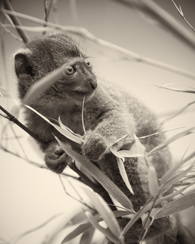 Portrait Animal - Großer Bambuslemur juvenil